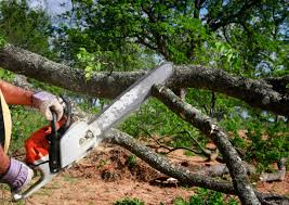 How Our Tree Care Process Works  in Beatrice, NE